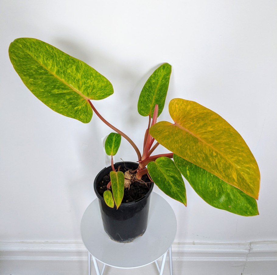 Филодендрон оранж принцесс