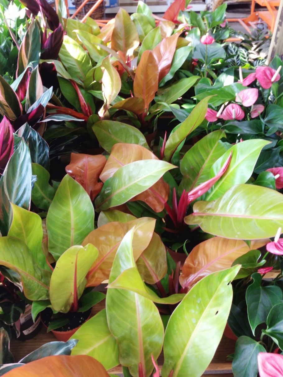 Филодендрон принц оранж