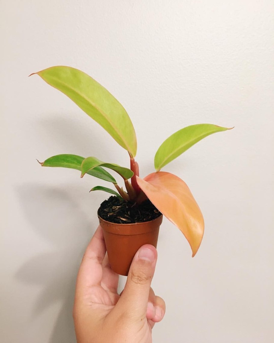 Филодендрон Империал оранж