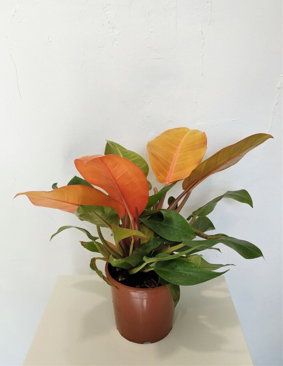 Филодендрон оранж Джус