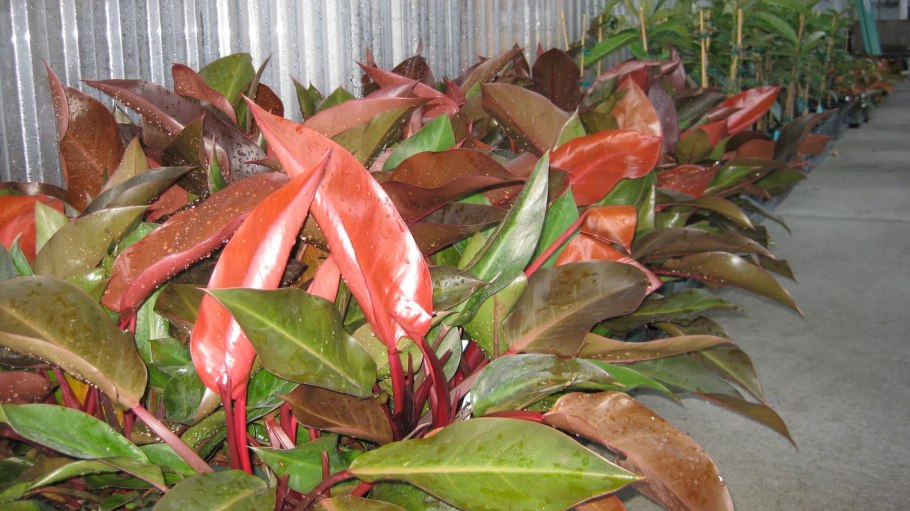 Филодендрон Империал оранж