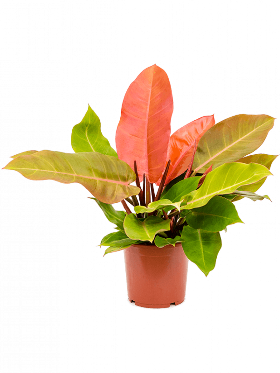 Филодендрон оранжевый принц