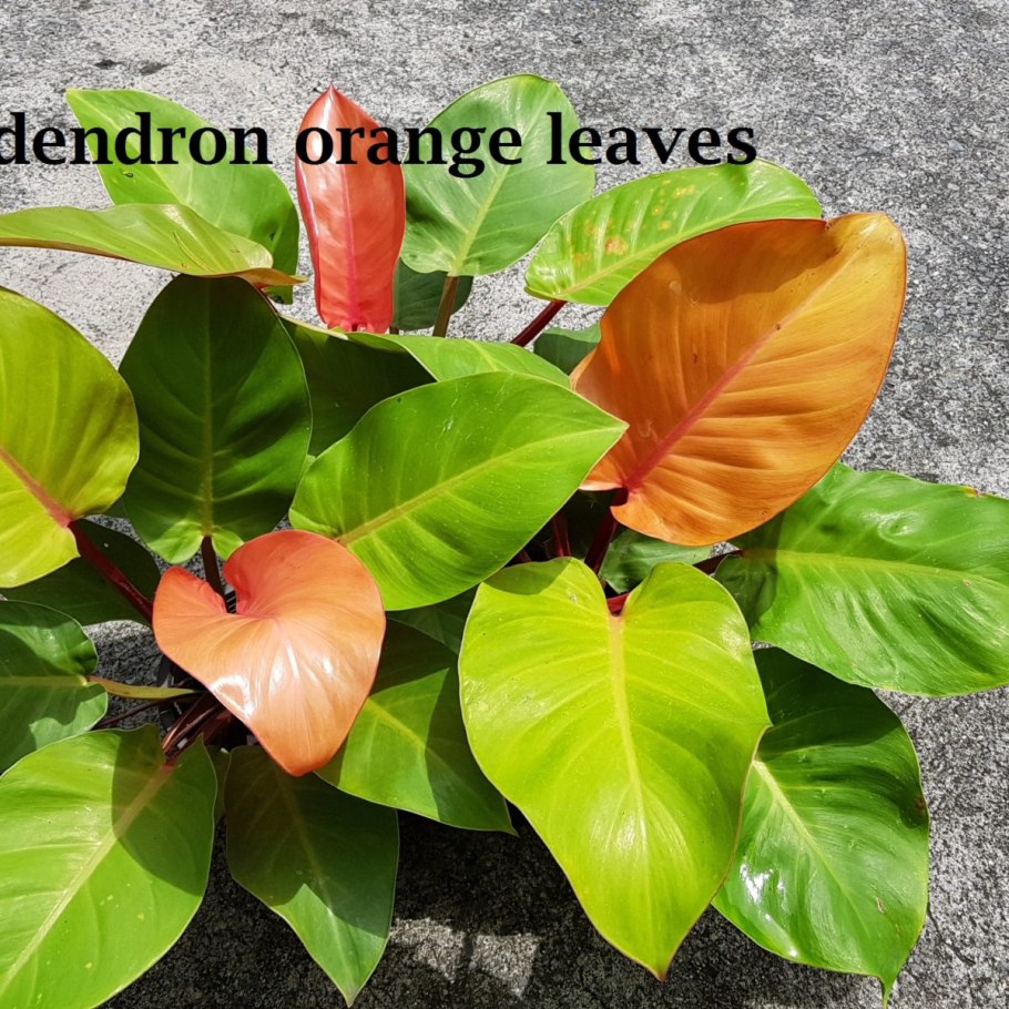 Филодендрон Серратум