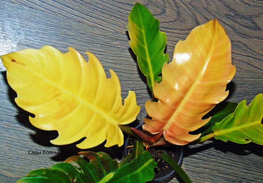 Филодендрон принц оранж сады Елены