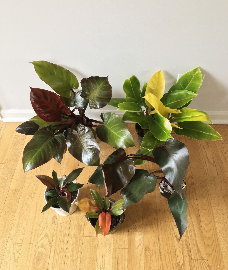 Филодендрон Елоу принц