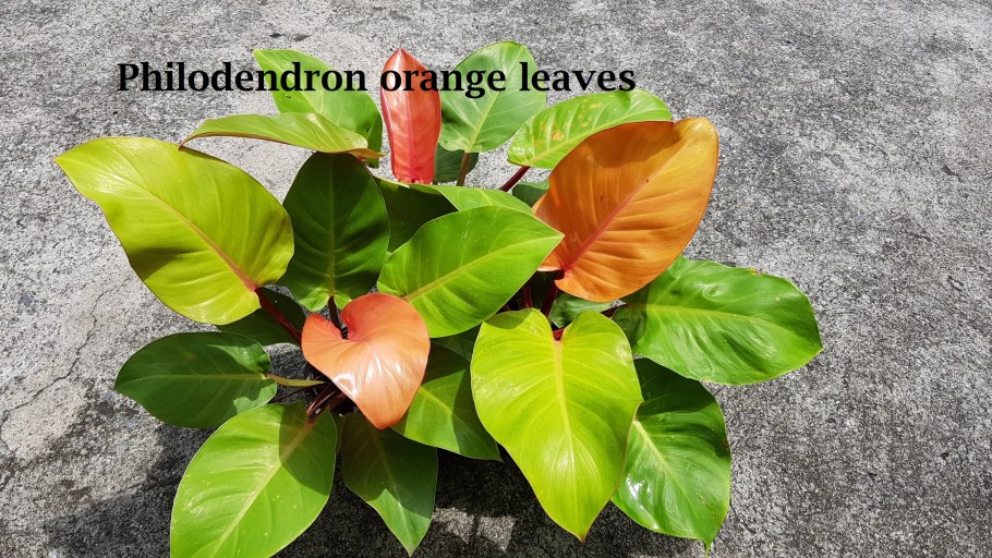 Филодендрон принц оф оранж