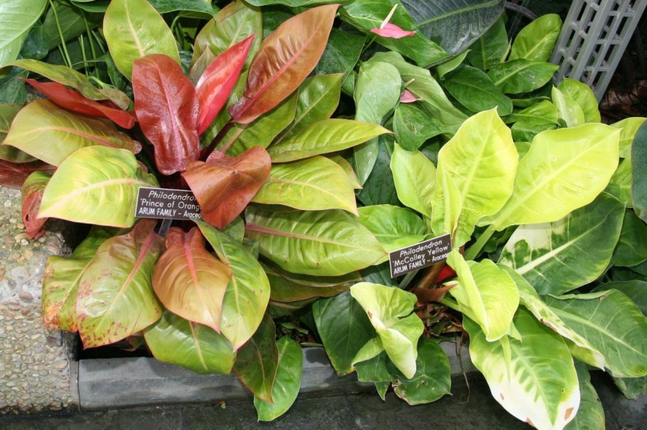 Филодендрон бабочка