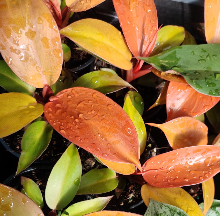 Филодендрон Сиам оранж