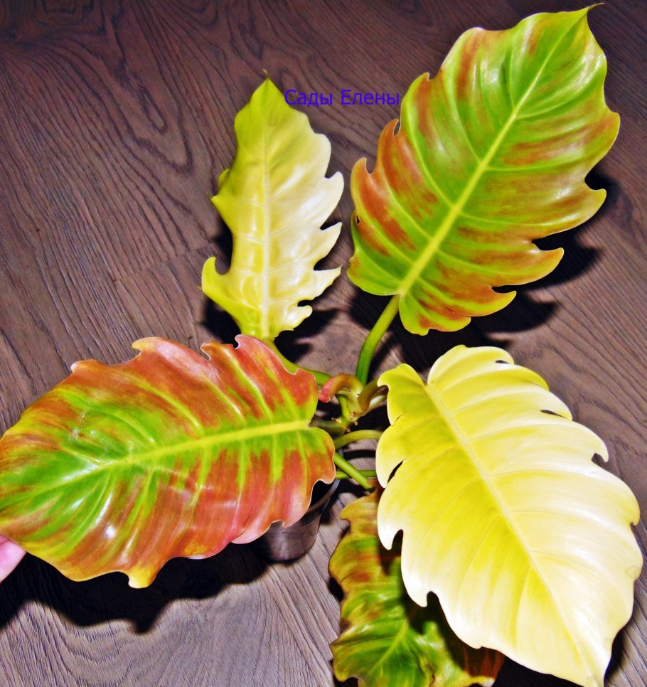 Филодендрон Мунлайт