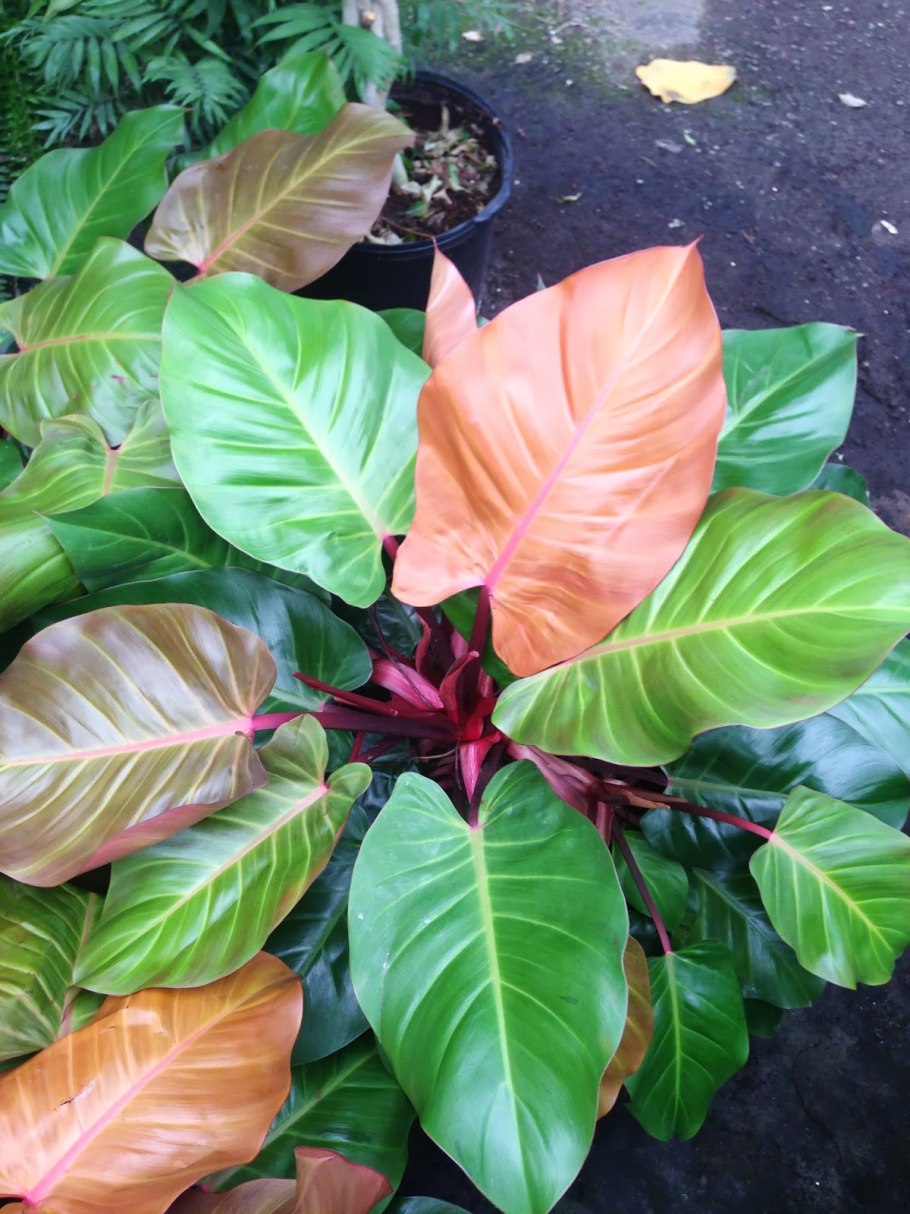 Филодендрон принц Орандж