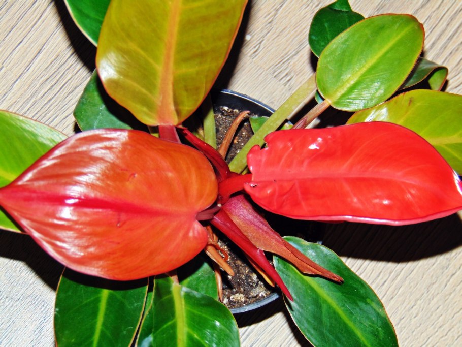 Филодендрон оранж Джус