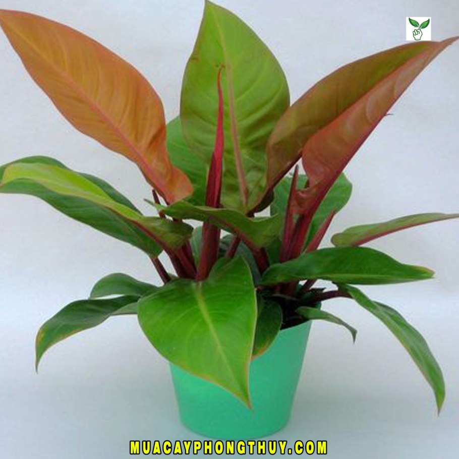 Филодендрон принц Орандж