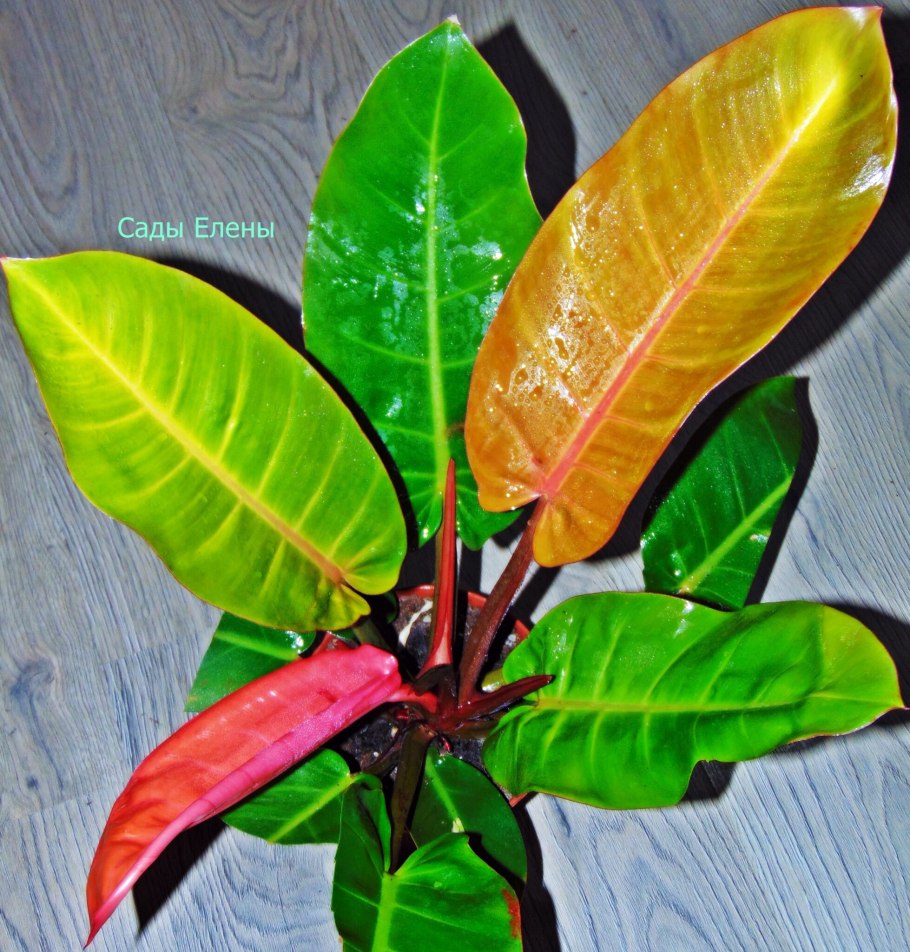 Филодендрон принц оранж