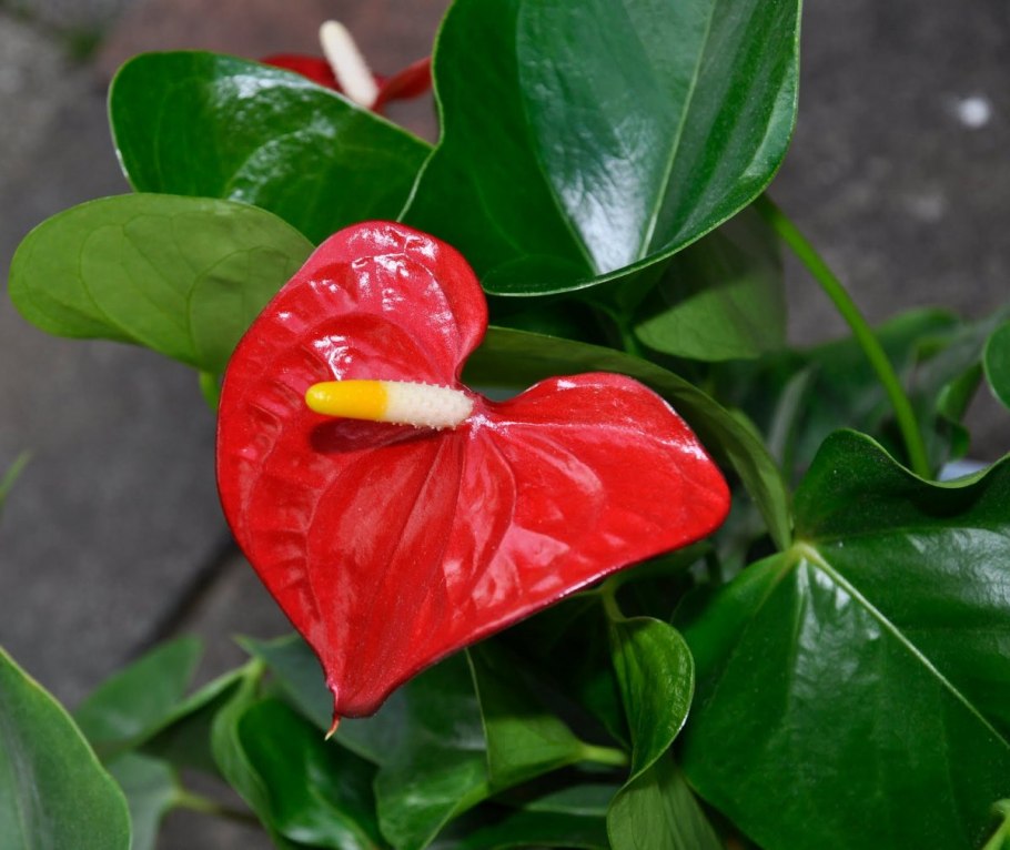 Антуриум Фламинго ред