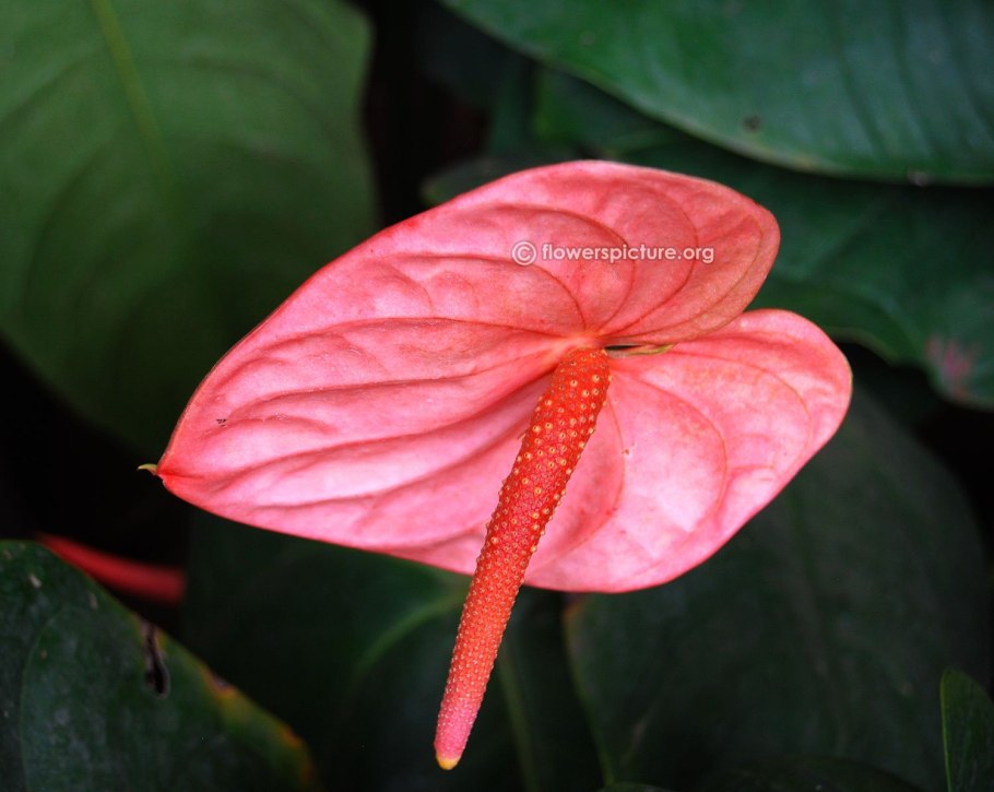 Цветок Антуриум красный