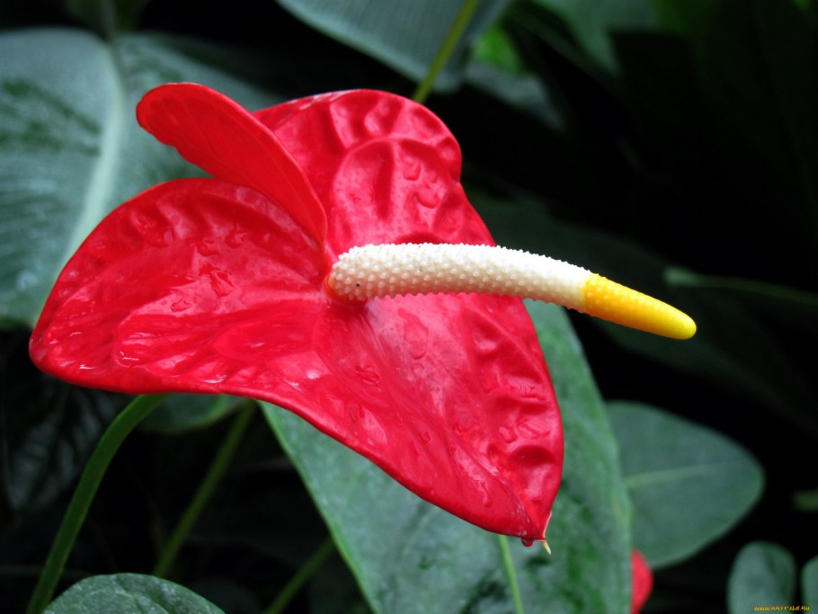 Антуриум Sakura Lila