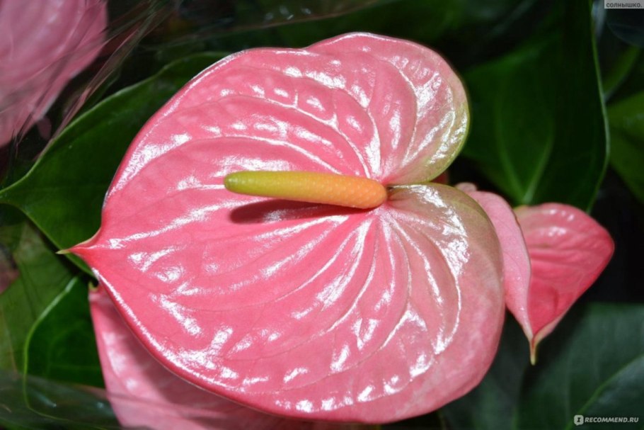 Антуриум Джоли пульс