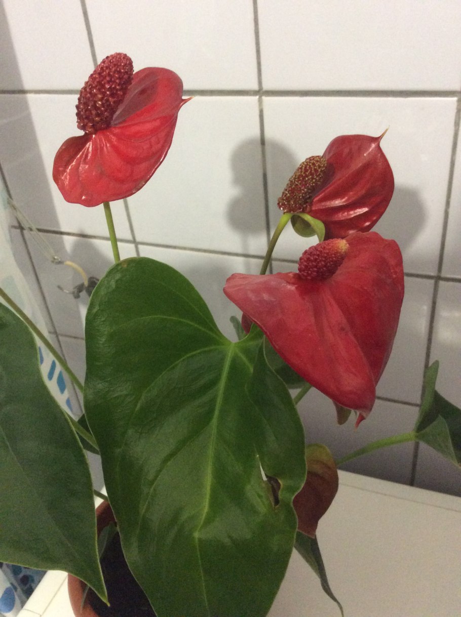 Туранза Антуриум