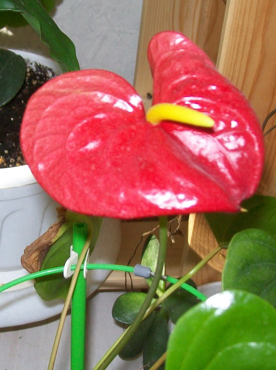 Антуриум Андре Фламинго