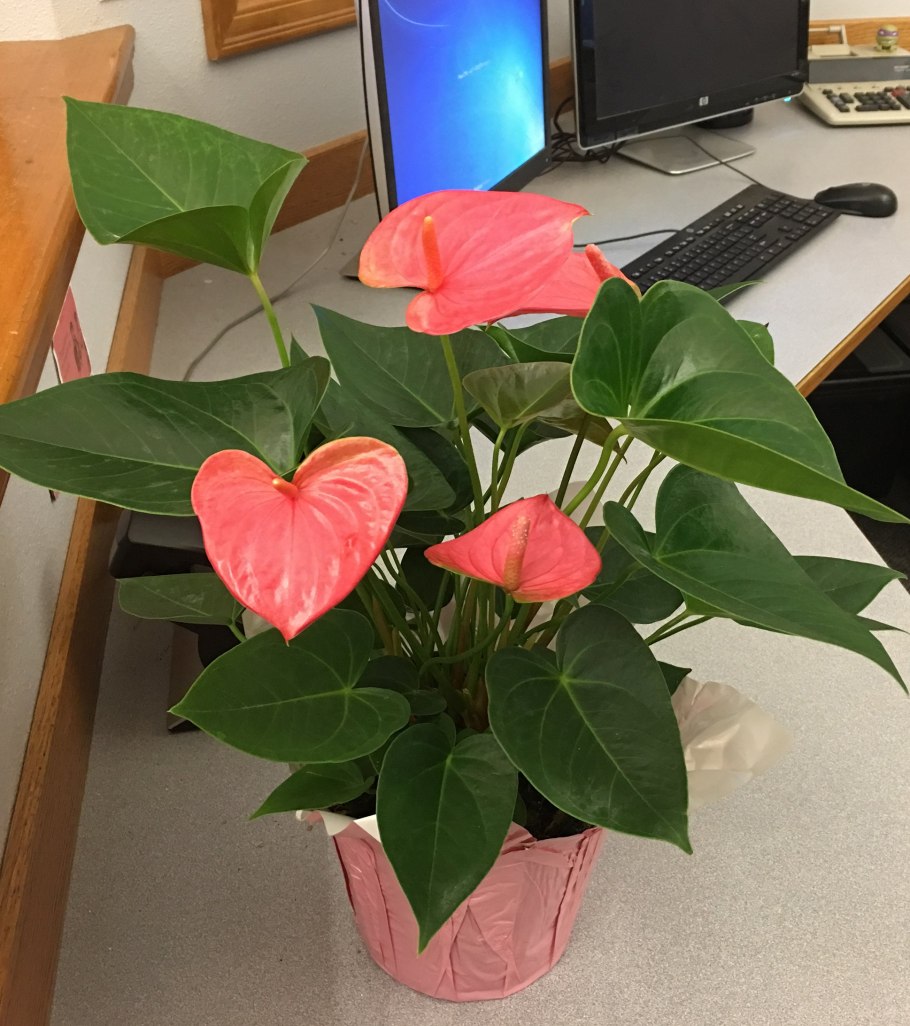 Антуриум оранж Квин