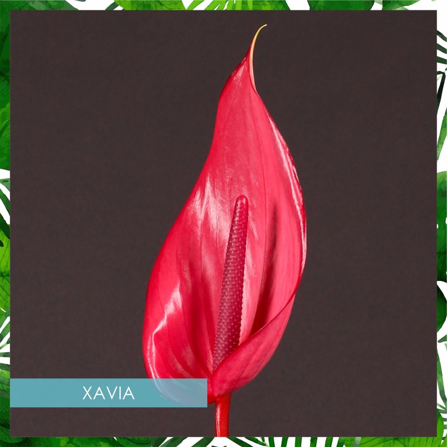 Антуриум Андре Фламинго