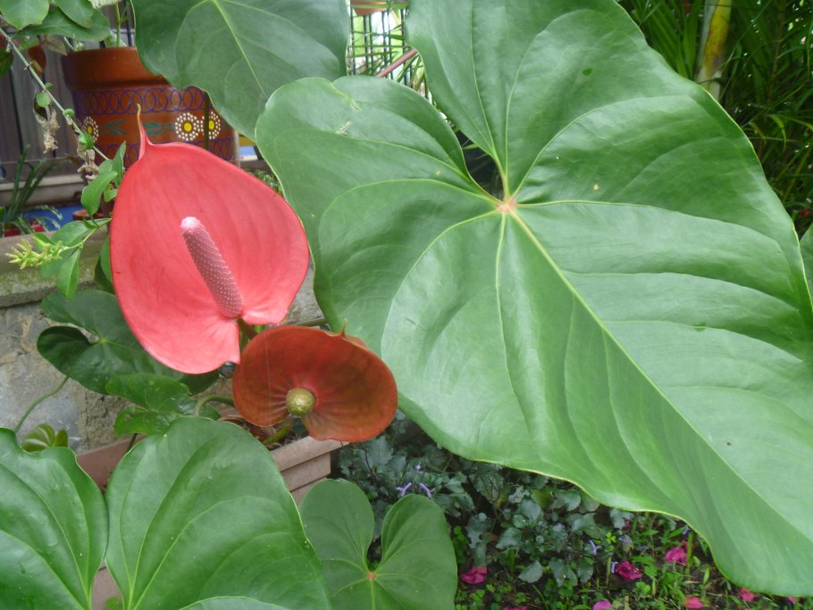 Антуриум Шерцера Гавайи