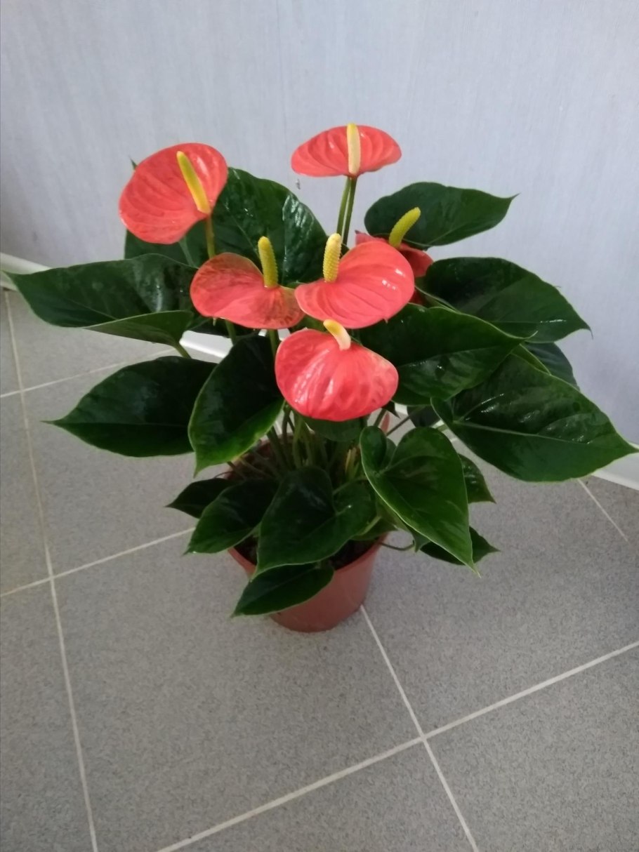 Антуриум Кавалли Пурпл