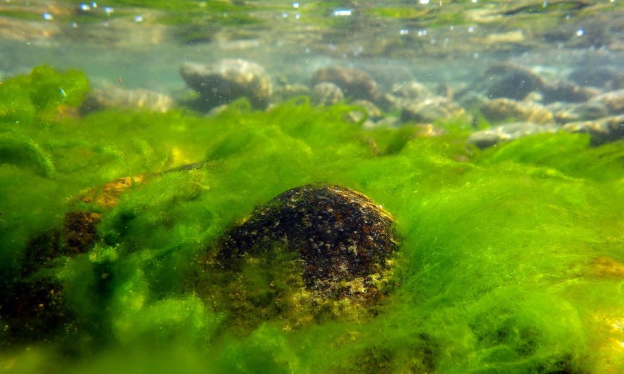 Съедобные речные водоросли