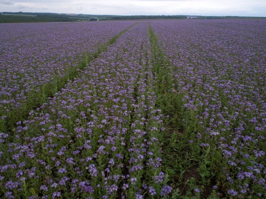 Фацелия Рязанская