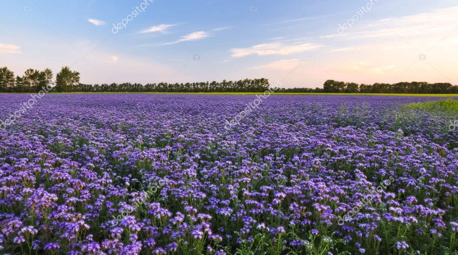 Поле фацелии Казань