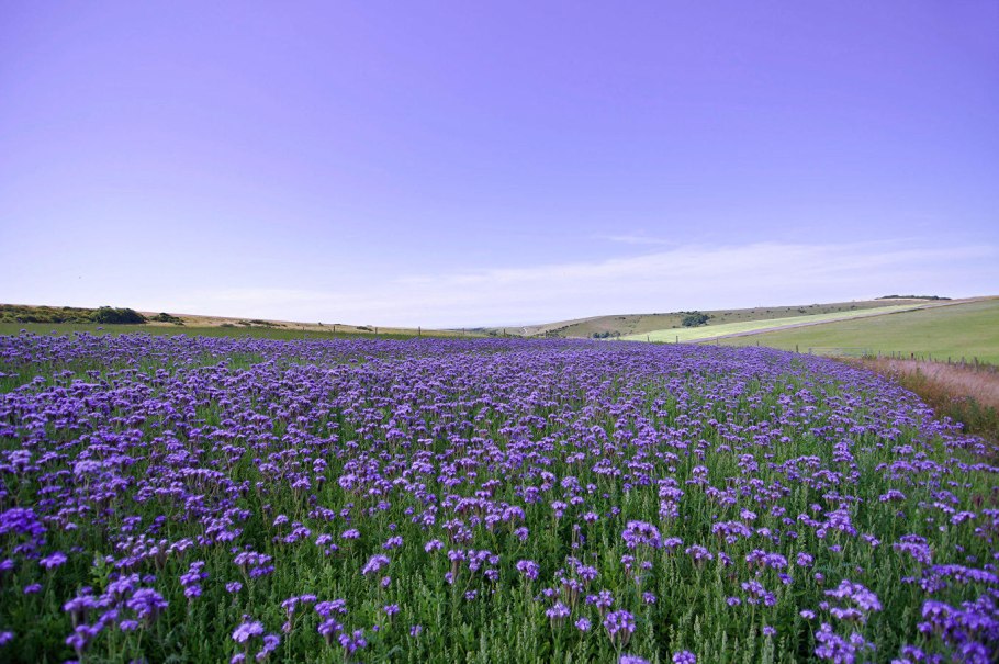 Фацелия поле