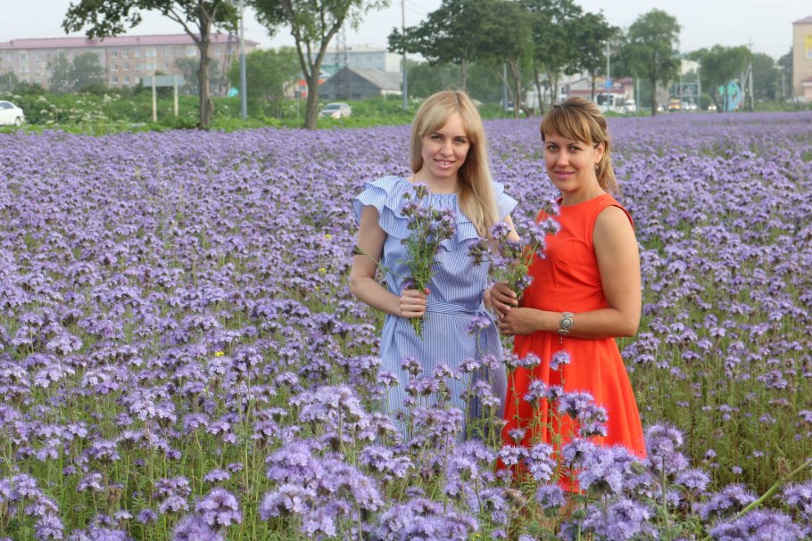 Фацелия с горчицей