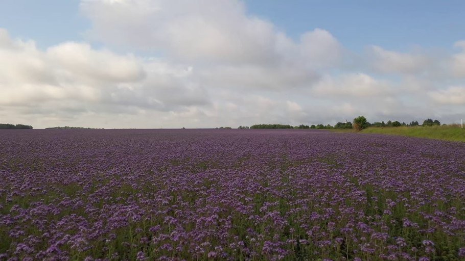 Фацелия Цветущая Поляна