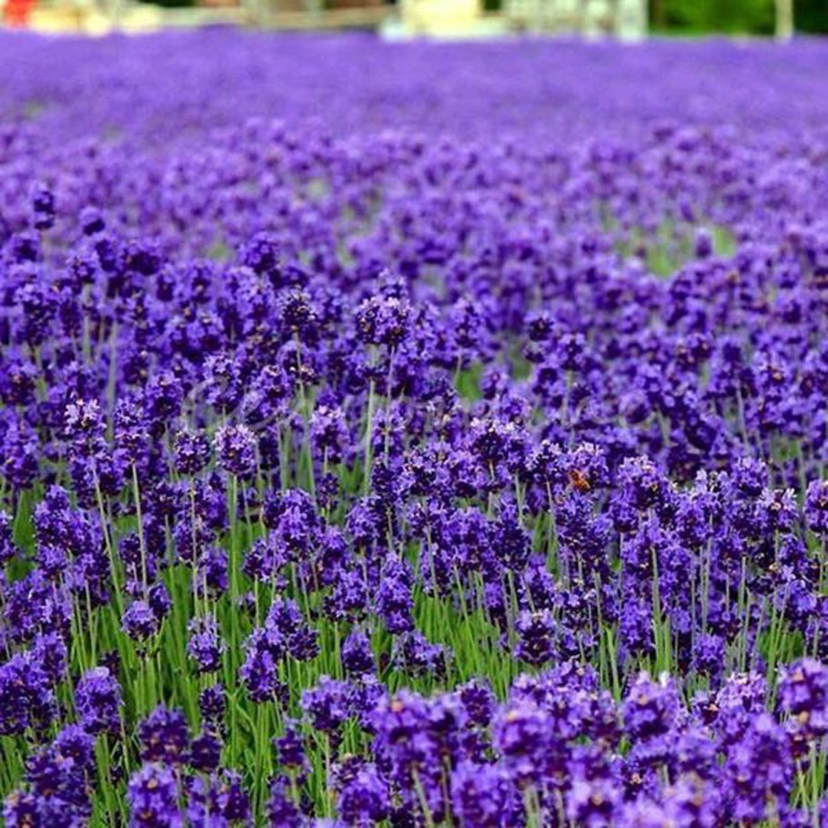 Поле фацелии Казань