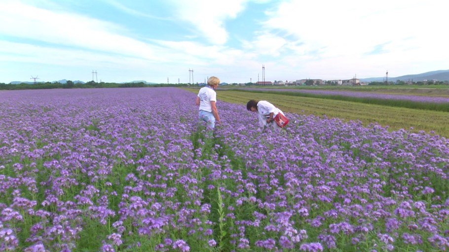 Фотосессия в поле с цветами фацелии