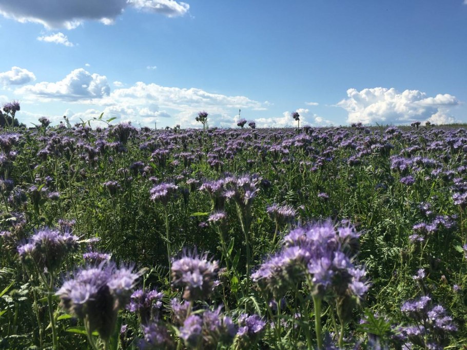 Фацелия Томск