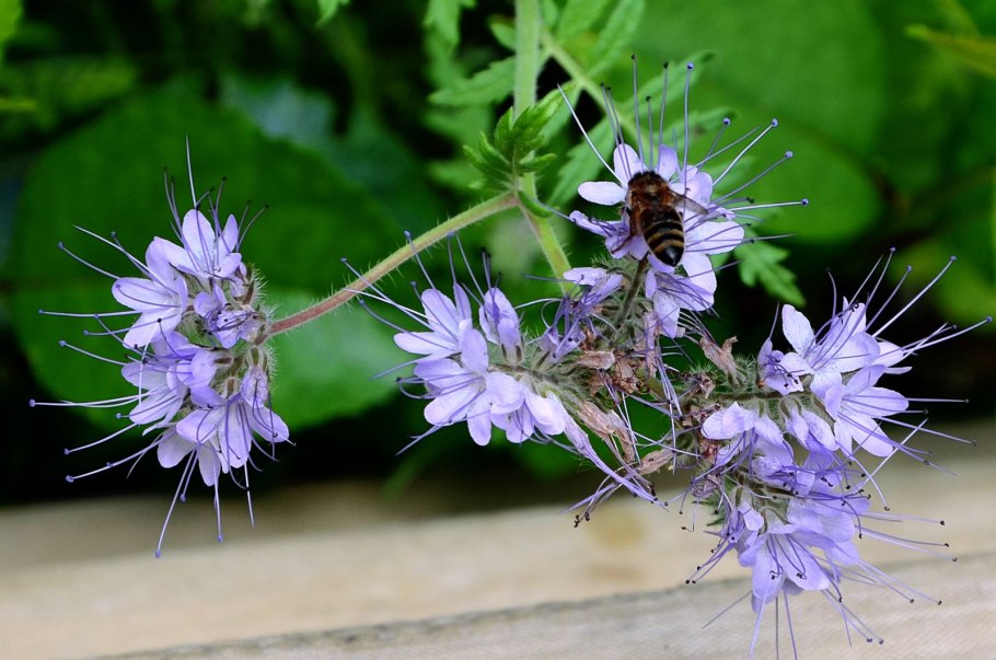 Фацелия Дикая