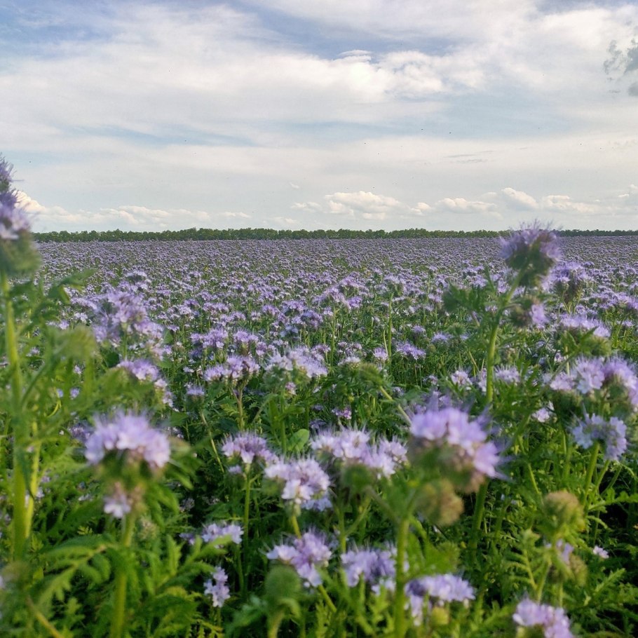 Herbivore Blue Tansy