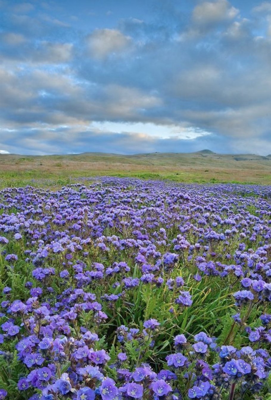 Сидераты для огорода фацелия