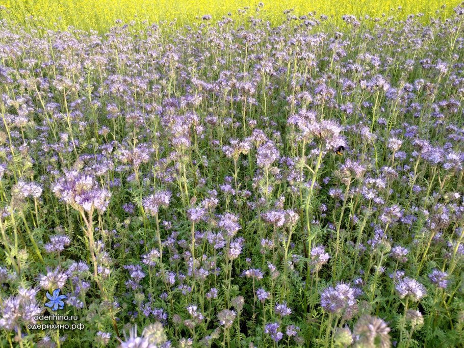 Пастбищный травостой