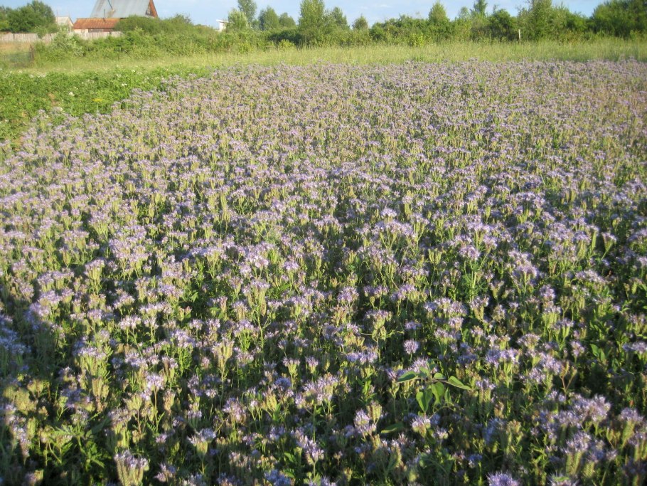Цветущие поля