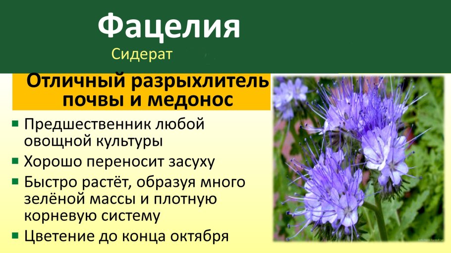 Green Meadow Цветущий мавританский газон
