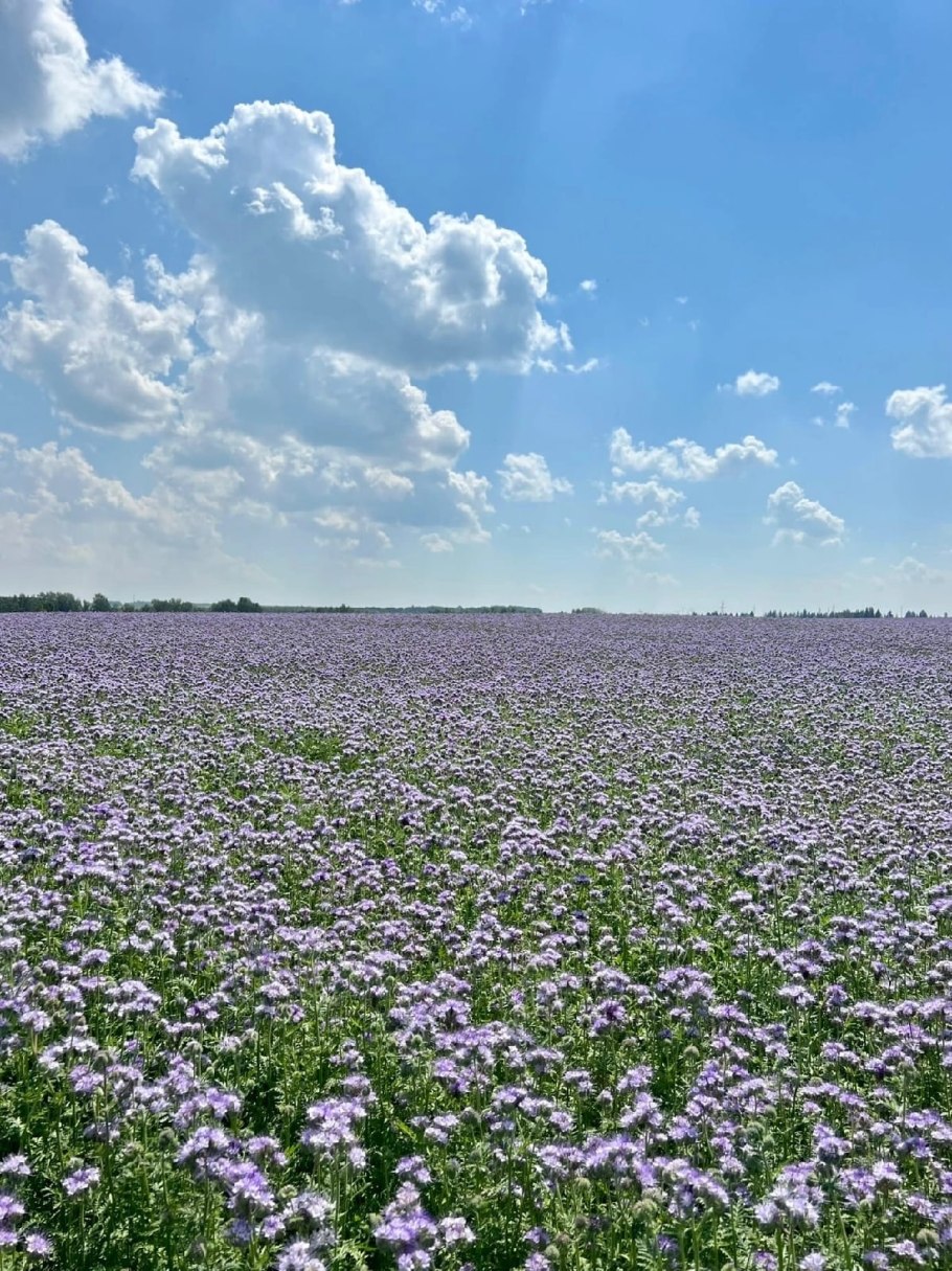 Поле цветы фацелии