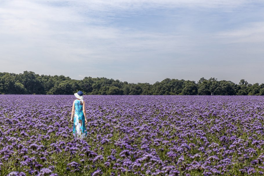 Поле фацелии Казань