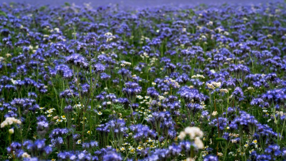 Поля с цветами фацелиями в Лаишевском районе