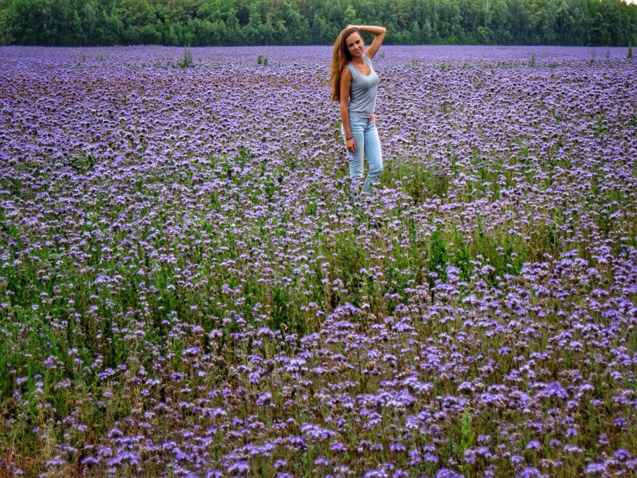 Фацелия луг