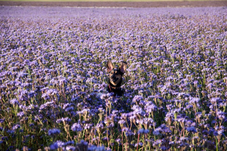 Поля Курской области