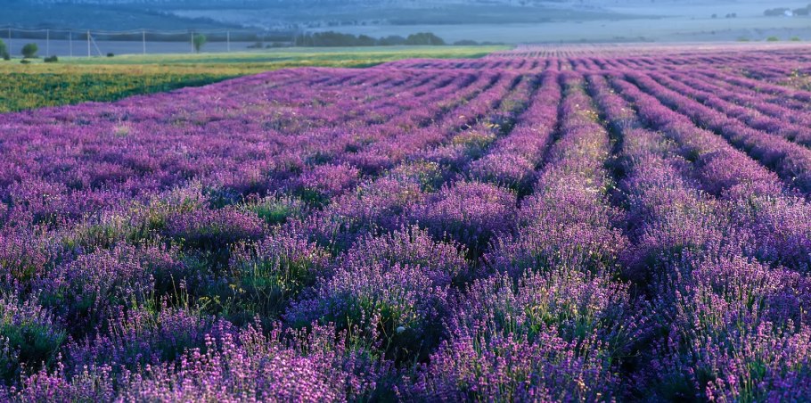 Поле фацелии Казань