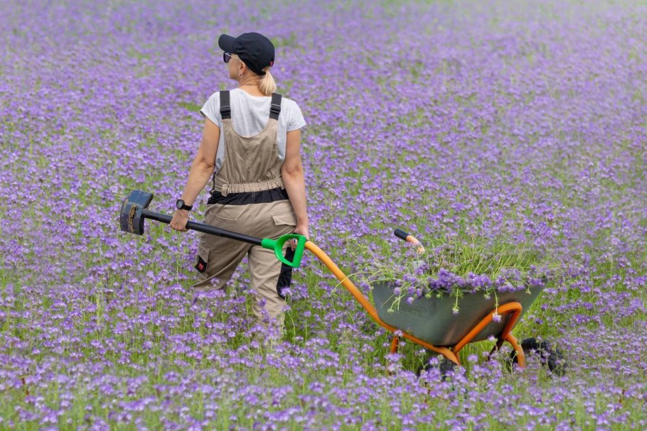 Фацелия засевать пустые поля