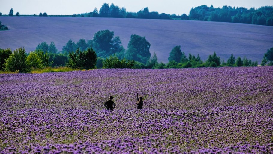 Люпины Bluebonnet